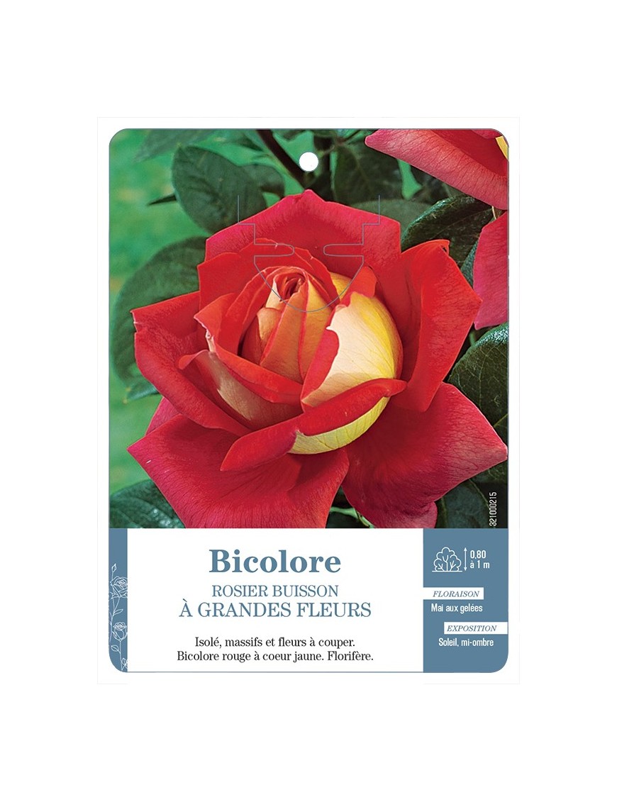 Rosier à grandes fleurs BICOLORE (JAUNE ET ROUGE) *