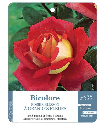 Rosier à grandes fleurs BICOLORE (JAUNE ET ROUGE) *