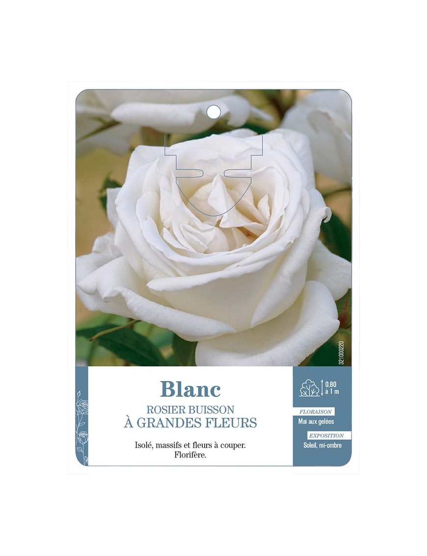 Rosier à grandes fleurs BLANC