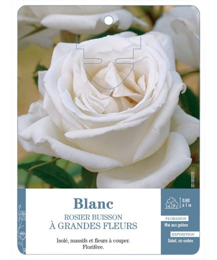 Rosier à grandes fleurs BLANC