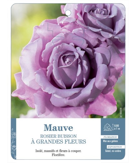 Rosier à grandes fleurs MAUVE *