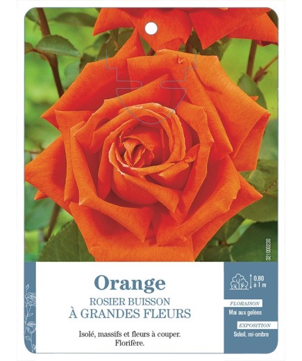 Rosier à grandes fleurs ORANGE