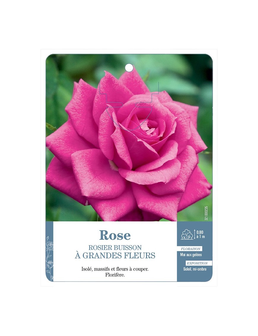 Rosier à grandes fleurs ROSE (SOUTENU)