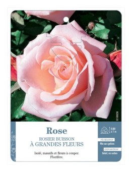 Rosier à grandes fleurs ROSE (TENDRE)