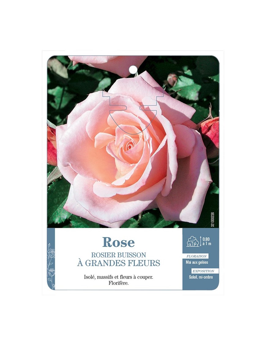 Rosier à grandes fleurs ROSE (TENDRE)