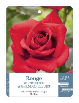 Rosier à grandes fleurs ROUGE