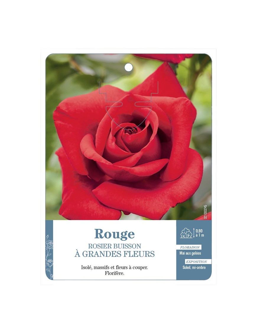 Rosier à grandes fleurs ROUGE