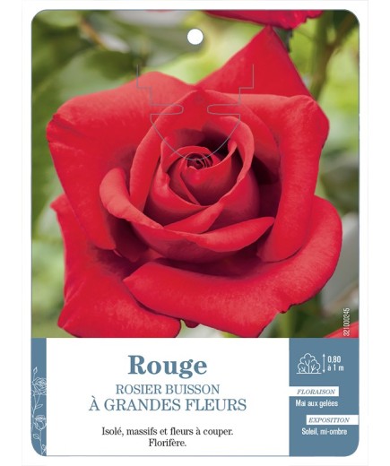 Rosier à grandes fleurs ROUGE