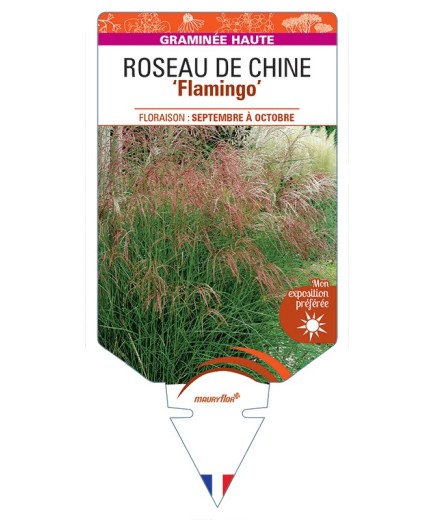 MISCANTHUS sinensis Flamingo voir Roseau de Chine