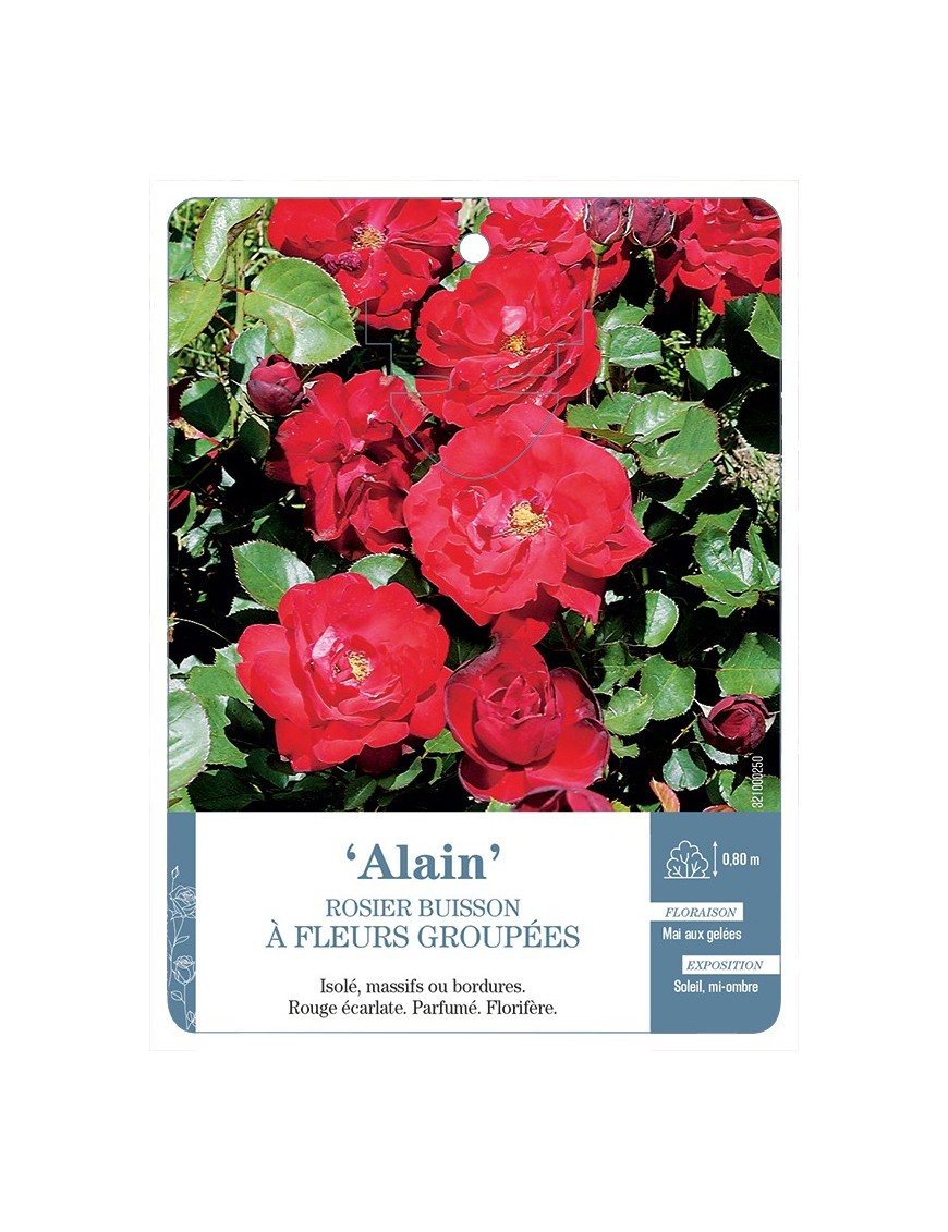 Rosier à fleurs groupées ALAIN *