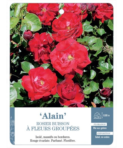 Rosier à fleurs groupées ALAIN *