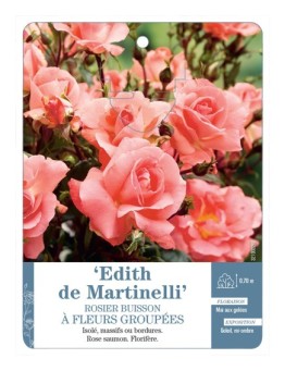 Rosier à fleurs groupées EDITH DE MARTINELLI *