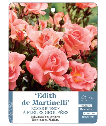 Rosier à fleurs groupées EDITH DE MARTINELLI *