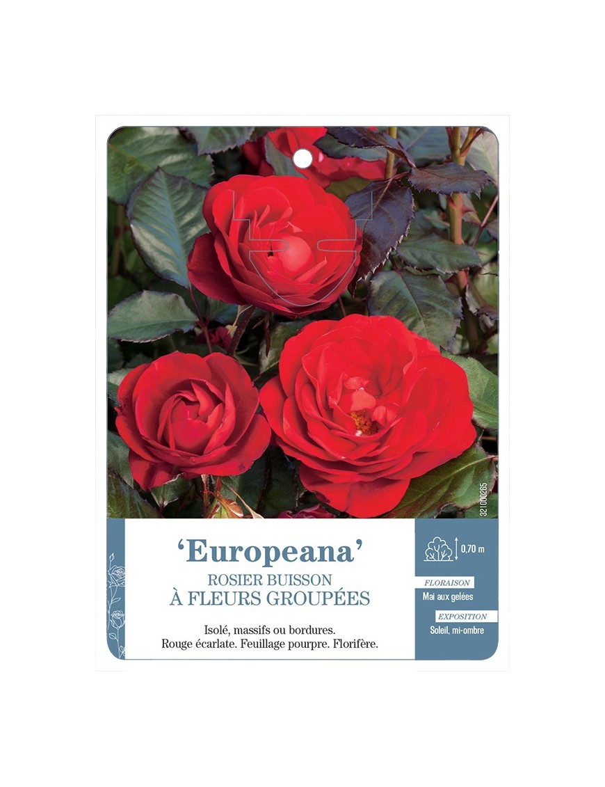 Rosier à fleurs groupées EUROPEANA *