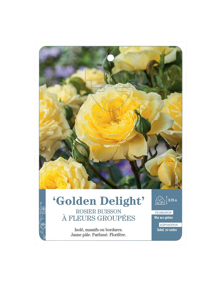 Rosier à fleurs groupées GOLDEN DELIGHT