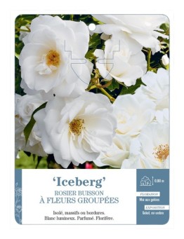 Rosier à fleurs groupées ICEBERG