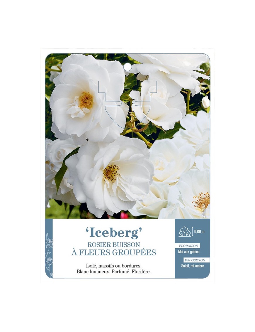 Rosier à fleurs groupées ICEBERG