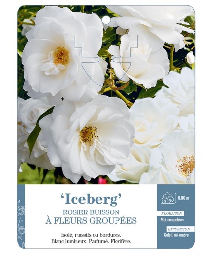 Rosier à fleurs groupées ICEBERG
