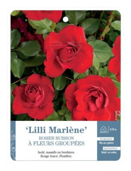 Rosier à fleurs groupées LILI MARLÈNE