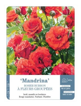 Rosier à fleurs groupées MANDRINA *
