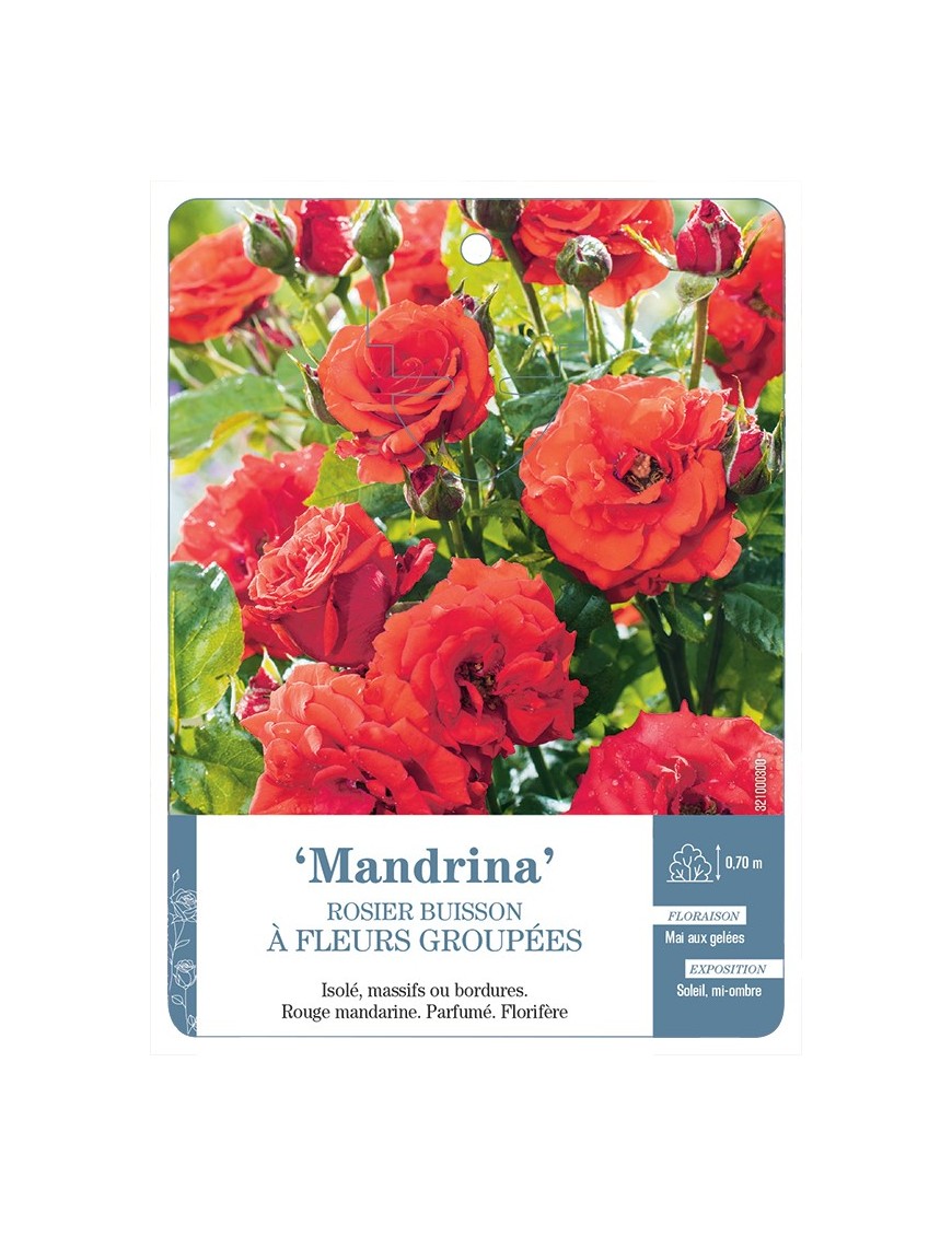 Rosier à fleurs groupées MANDRINA *