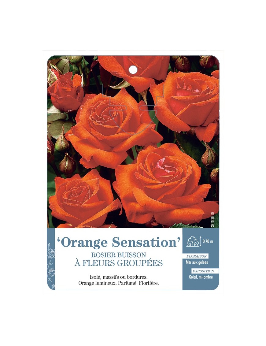 Rosier à fleurs groupées ORANGE SENSATION