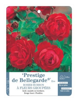 Rosier à fleurs groupées PRESTIGE DE BELLEGARDE® Eve *