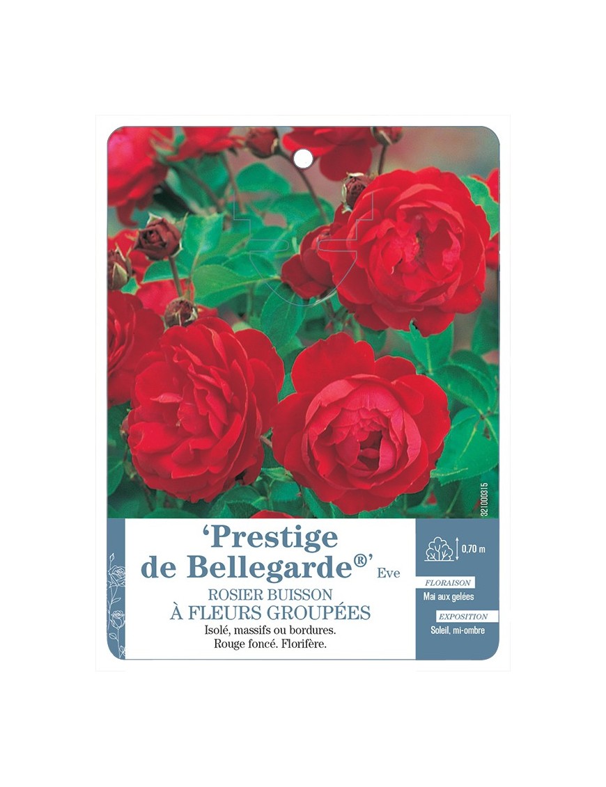 Rosier à fleurs groupées PRESTIGE DE BELLEGARDE® Eve *