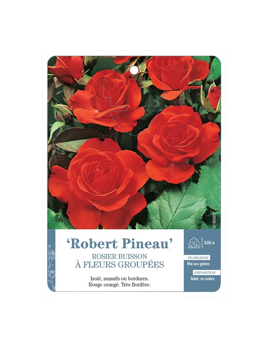 Rosier à fleurs groupées ROBERT PINEAU *