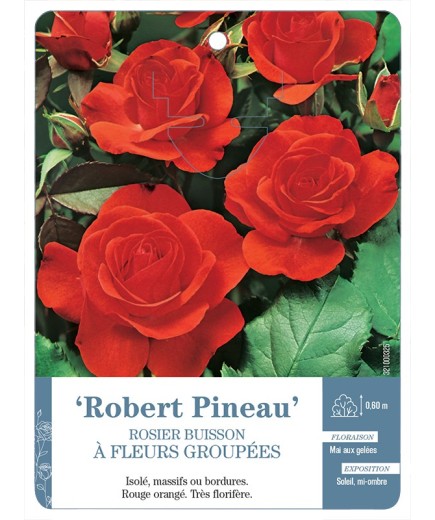Rosier à fleurs groupées ROBERT PINEAU *
