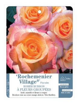 Rosier à fleurs groupées ROCHEMENIER VILLAGE® Frycalm