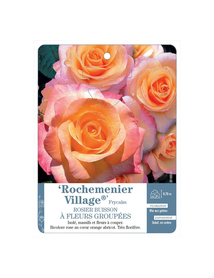 Rosier à fleurs groupées ROCHEMENIER VILLAGE® Frycalm