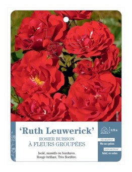 Rosier à fleurs groupées RUTH LEUWERICK *