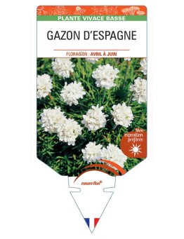 ARMERIA maritima 'Alba' voir GAZON D’ESPAGNE (blanc) *