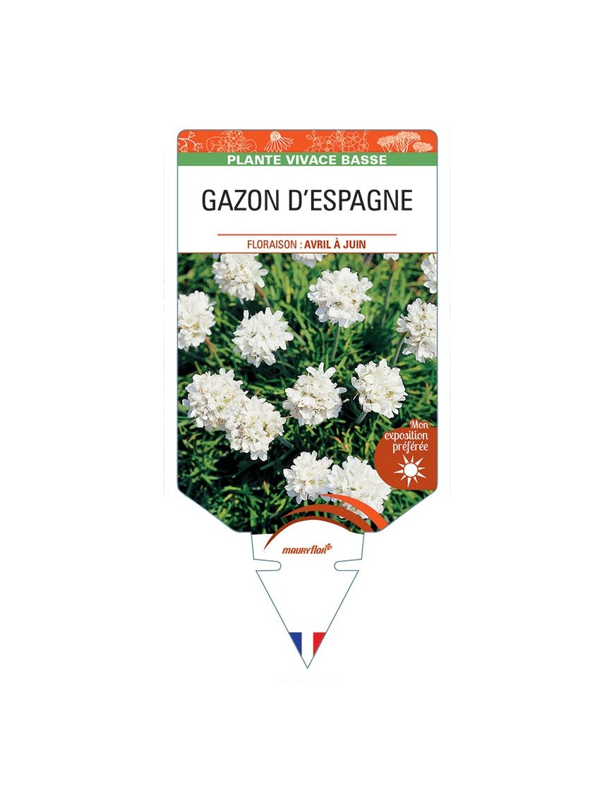 ARMERIA maritima 'Alba' voir GAZON D’ESPAGNE (blanc) *