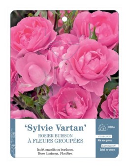Rosier à fleurs groupées SYLVIE VARTAN