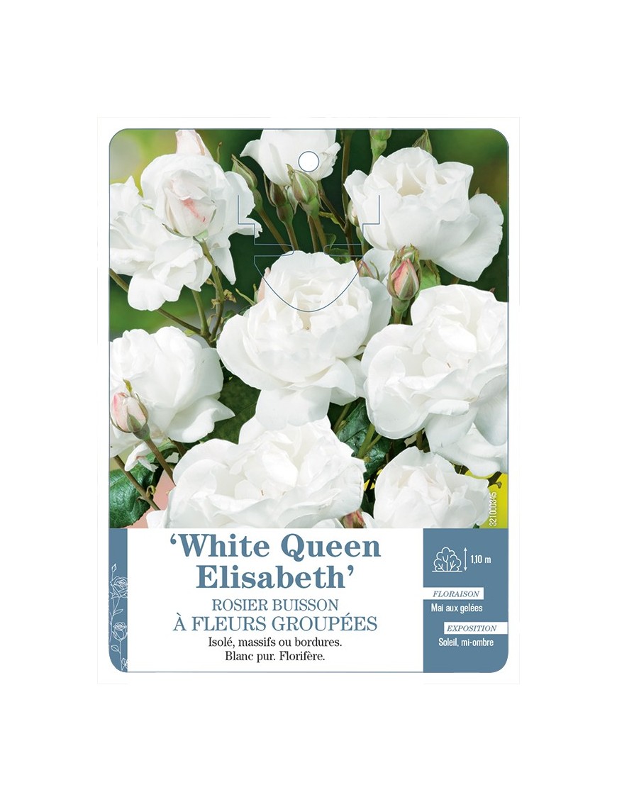 Rosier à fleurs groupées WHITE QUEEN ELISABETH