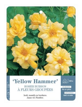 Rosier à fleurs groupées YELLOW HAMMER
