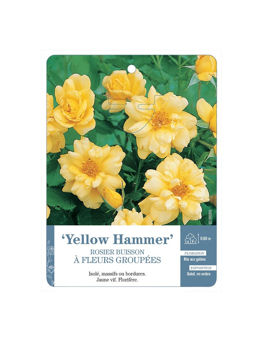 Rosier à fleurs groupées YELLOW HAMMER