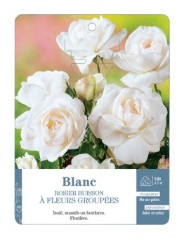Rosier à fleurs groupées BLANC *