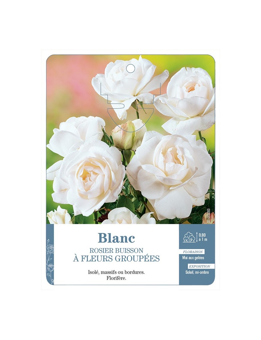 Rosier à fleurs groupées BLANC *