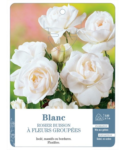 Rosier à fleurs groupées BLANC *