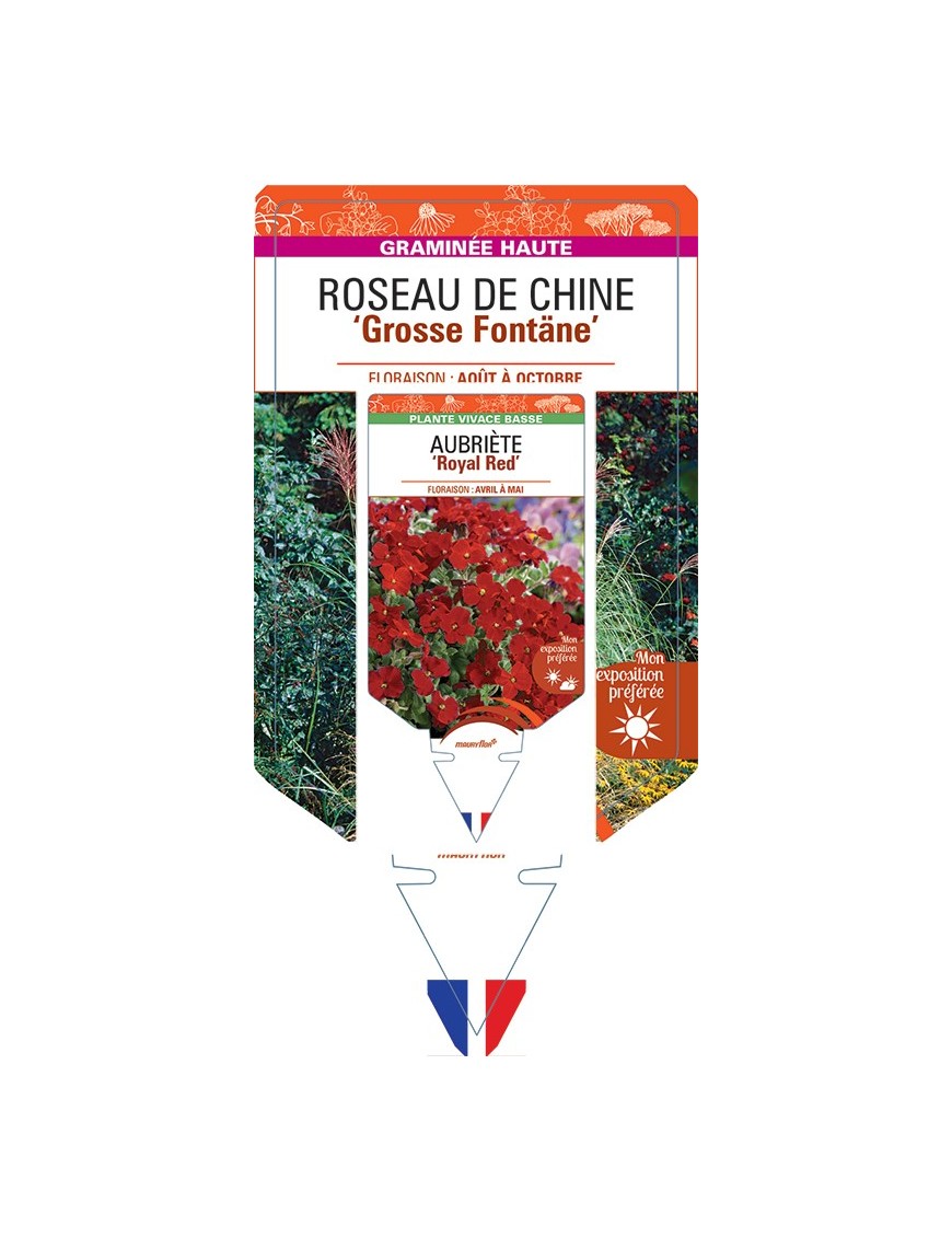 MISCANTHUS sinensis Grosse Fontäne voir Roseau de Chine