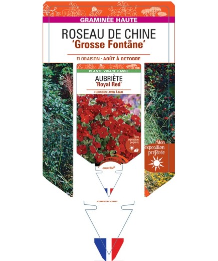 MISCANTHUS sinensis Grosse Fontäne voir Roseau de Chine