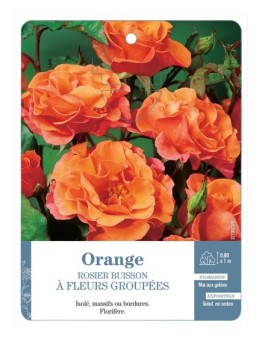 Rosier à fleurs groupées ORANGE *