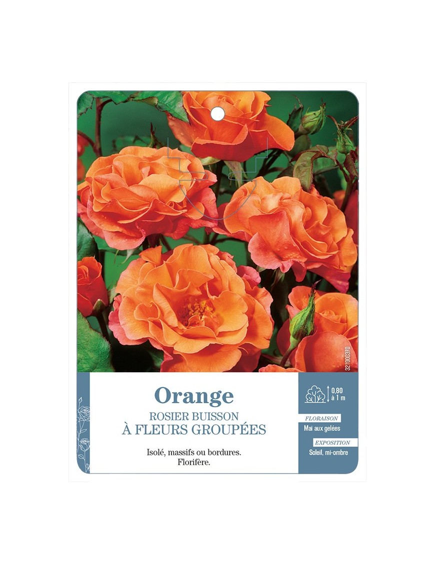 Rosier à fleurs groupées ORANGE *