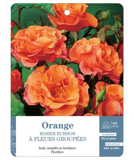 Rosier à fleurs groupées ORANGE *