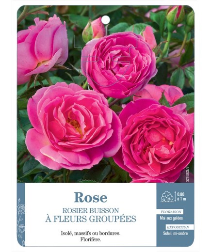 Rosier à fleurs groupées ROSE (SOUTENU) *