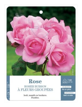 Rosier à fleurs groupées ROSE (TENDRE) *