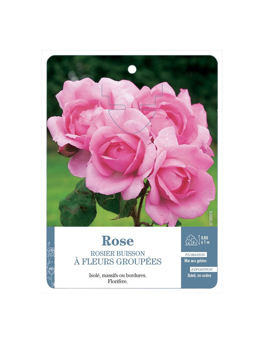 Rosier à fleurs groupées ROSE (TENDRE) *
